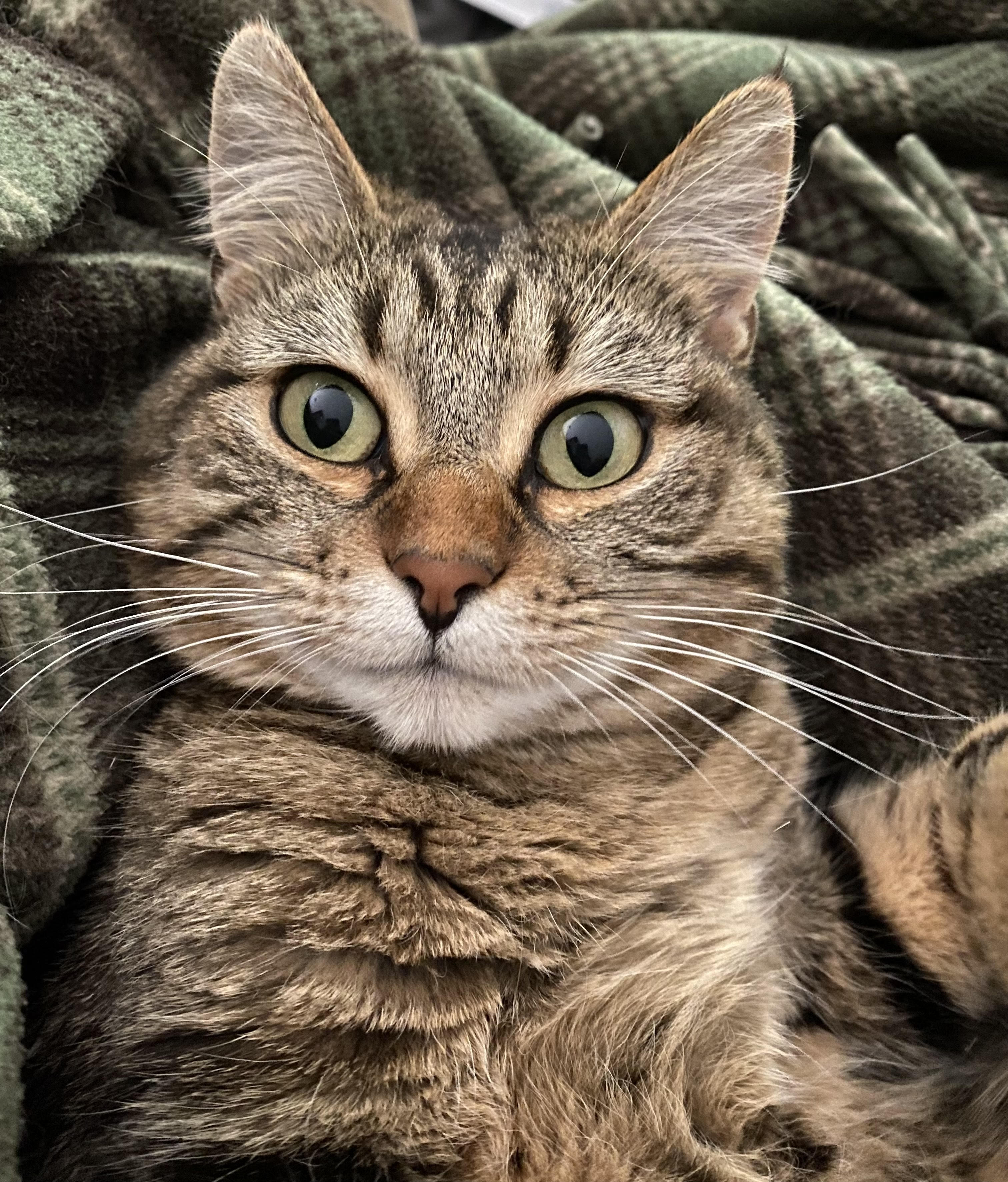 wide-eyed cat named Iggy