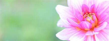 close-up of pink flower against blurred green background